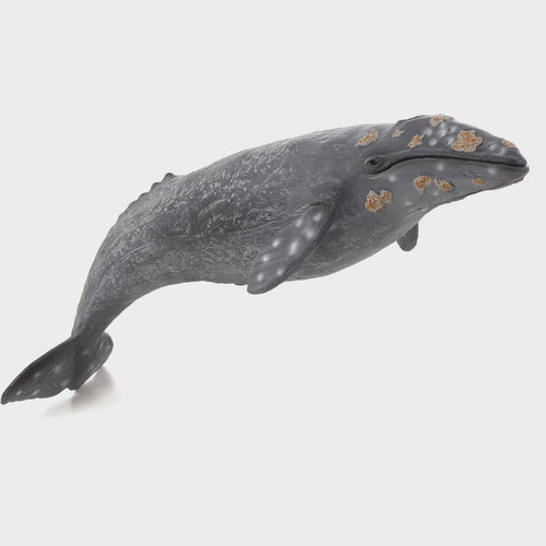 Mojo Grey Whale