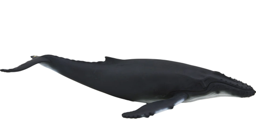 Mojo Humpback Whale