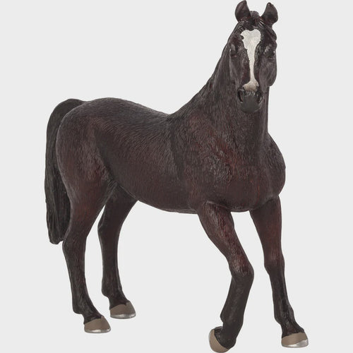Mojo Black Arabian Stallion #387069