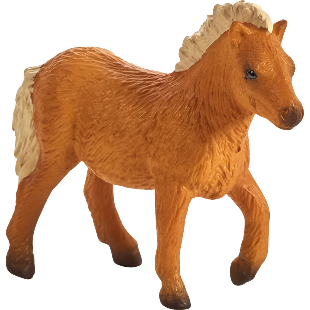 Mojo Shetland Pony Foal