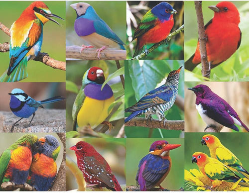 Springbok Birds of Paradise 500 Piece Jigsaw Puzzle
