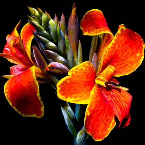 Springbok MADERNA CANNA LILY 500ct Puzzle