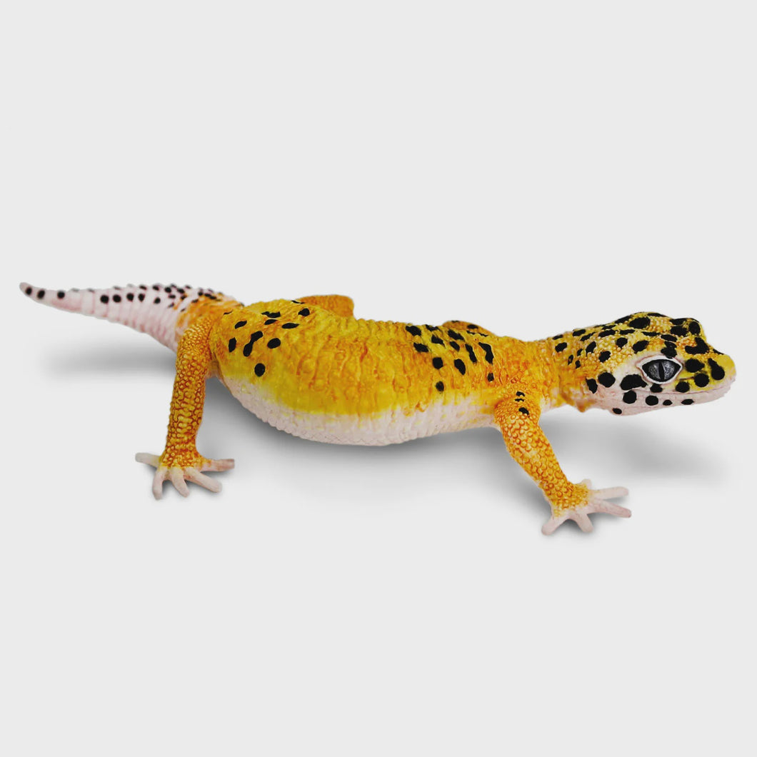 Safari Leopard Gecko