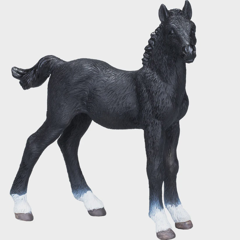 Mojo Hanovarian Black Foal