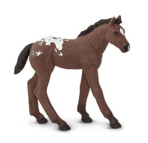 Appaloosa Foal