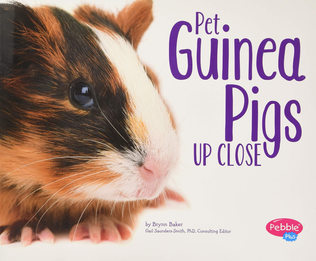 Pet Guinea Pigs Up Close