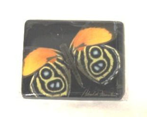 Harold Feinstein Butterfly Magnets- Yellow with Eyes