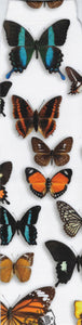 Wild Habitat Butterfly Pattern Sublimation Tube Socks