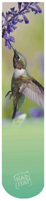 Wild Habitat Sublimation Socks- Hummingbird