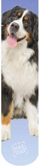 Wild Habitat Sublimation Socks- Bernese Mountain Dog