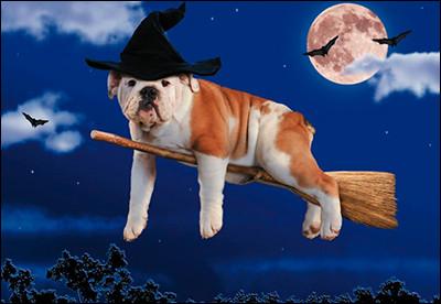 Any more candy and I'm gonna need a bigger broom! Happy Halloween Greeting Card