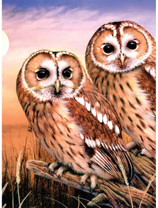 ROYAL BRUSH Junior Paint by Number Kit, Small, Tawny Owls