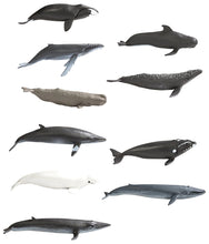 Load image into Gallery viewer, Safari Whales Toob