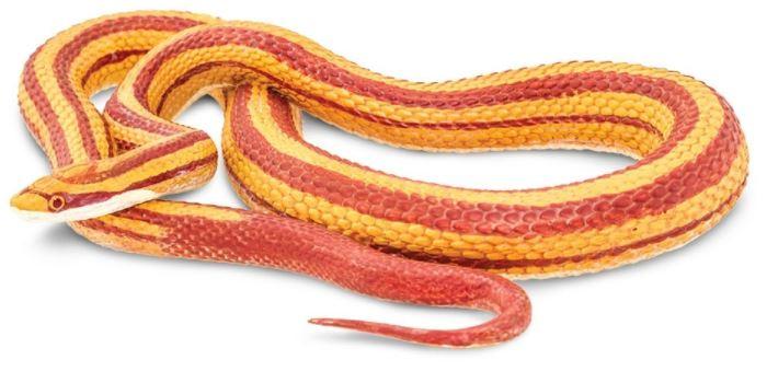 Safari Corn Snake-XL