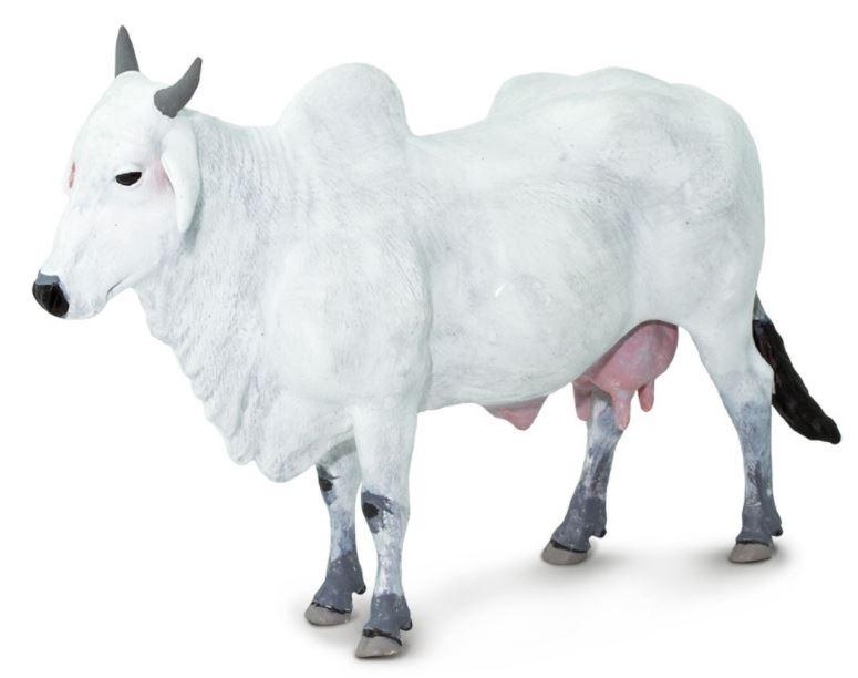Safari Ongole Cow