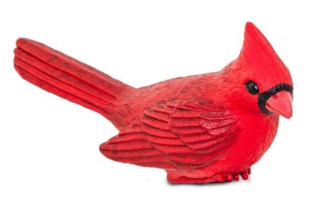 Safari Cardinal