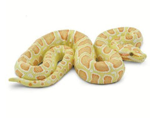 Safari Albino Burmese Python