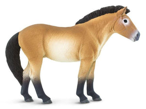 Safari Przewalskis Horse