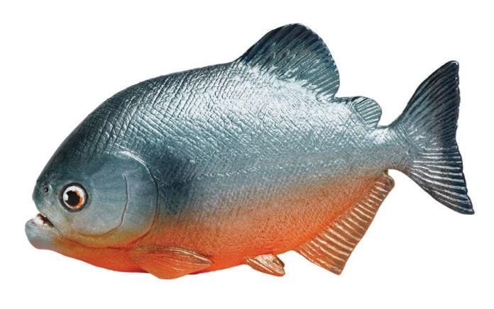 Safari Piranha