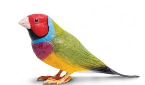 Gouldian Finch