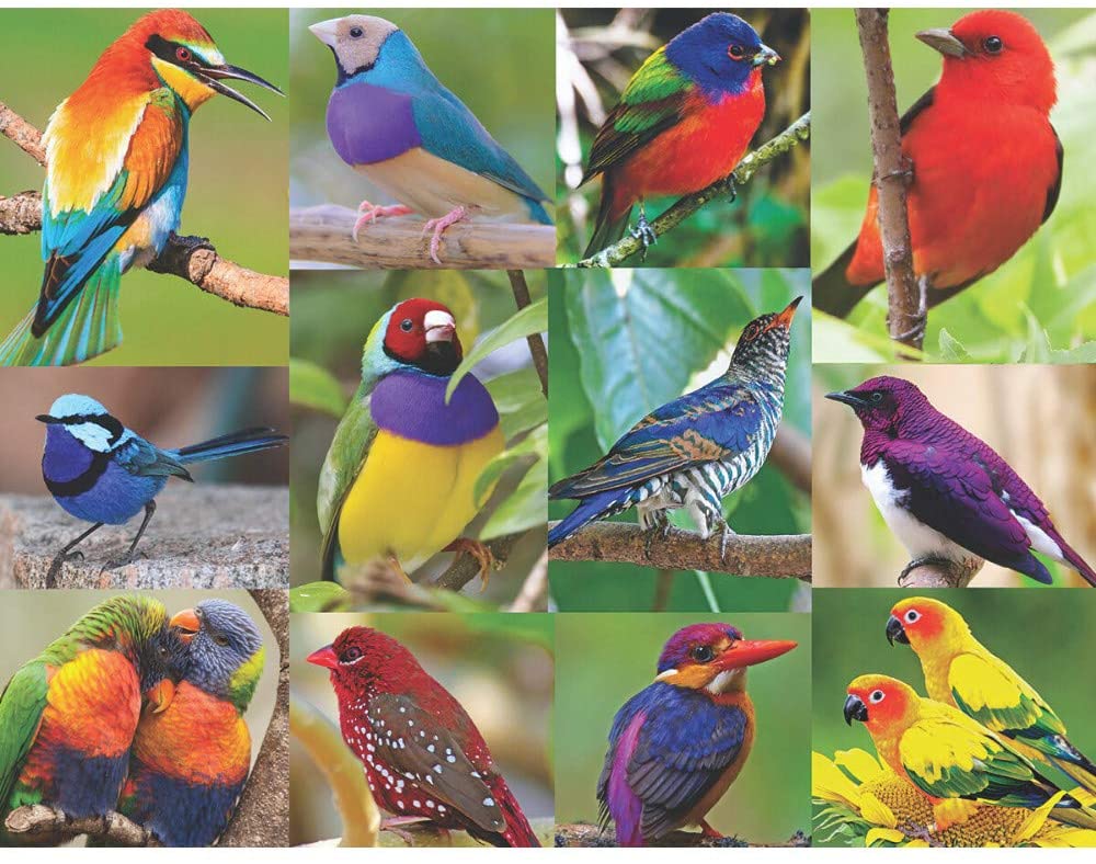 Birds of Paradise Jigsaw Puzzle