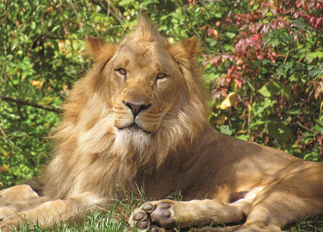 Springbok Kids Lion King 100 piece Puzzle