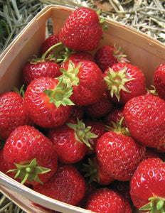 Basket of Berries- 500pc Jigsaw Puzzle
