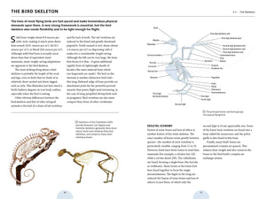 How Birds Work: An Illustrated Guide to the Wonders of Form and Function—from Bones to Beak