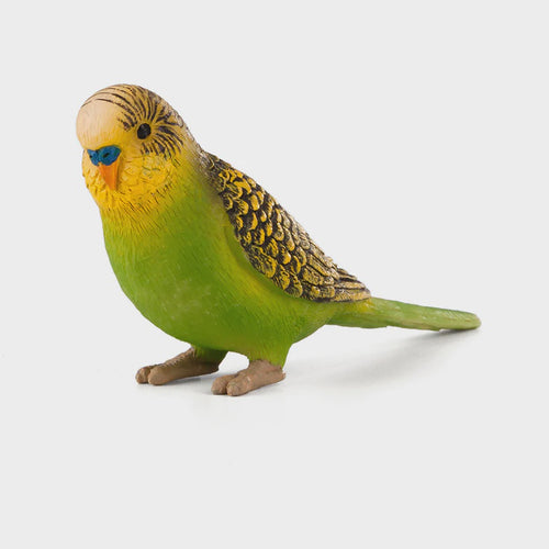 Mojo Budgerigar Green Bird #387262