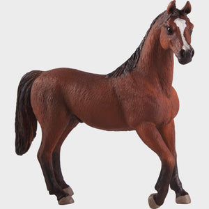 Mojo Arabian Stallion Chestnut Horse