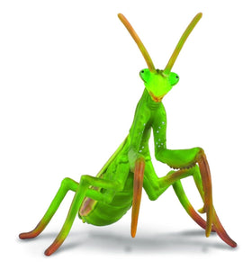 Reeves Collecta Preying Mantis